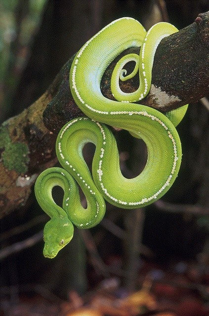 Photo:  Green Python, Australia